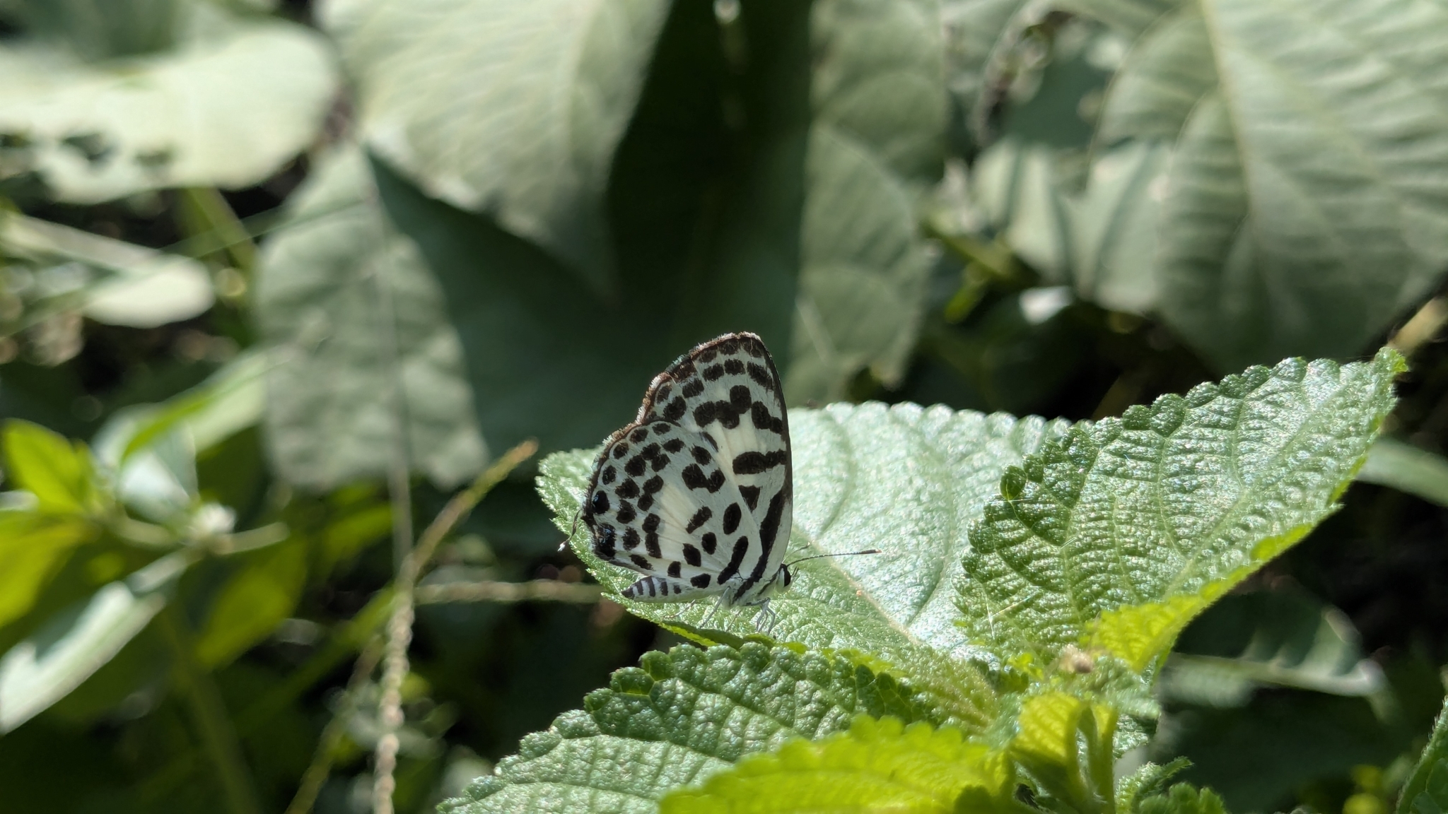 Common Pierrot