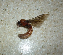 Dorylus fulvus