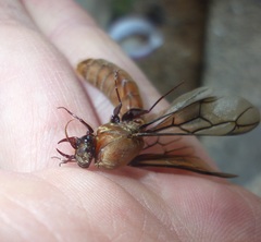 Dorylus fulvus