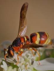 Euodynerus hidalgo hidalgo