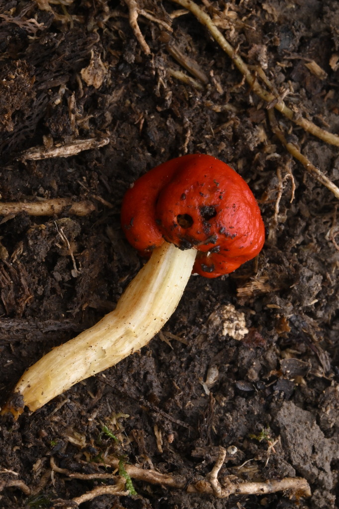 Leratiomyces erythrocephalus · April 2025 · photo: © invertebratist (iNaturalist, cc-by-nc)