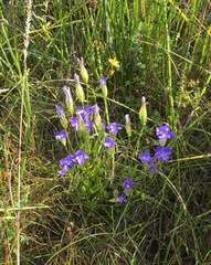 Gentianopsis macrantha