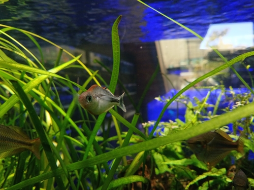 Pygmy rainbowfish (Melanotaenia pygmaea) — Melanotaeniidae — 4