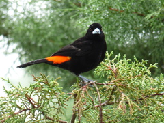 Ramphocelus flammigerus flammigerus