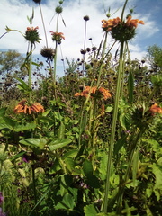 Leonotis nepetifolia