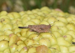 Paratettix cucullatus