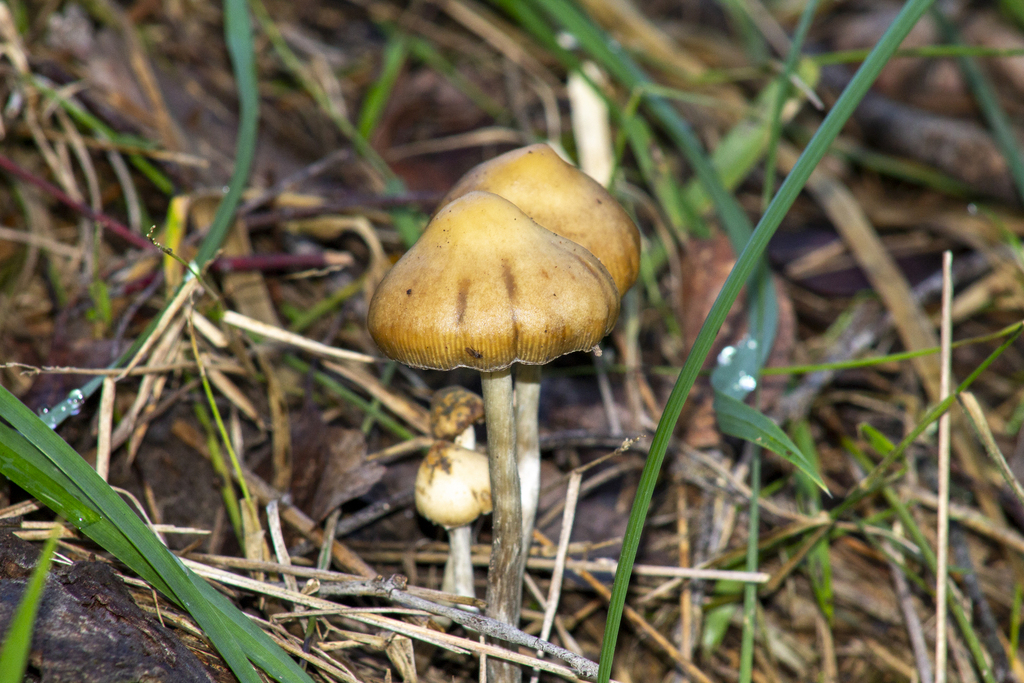 Psilocybe subaeruginosa · July 2025 · photo: © alfamax (iNaturalist, cc-by)