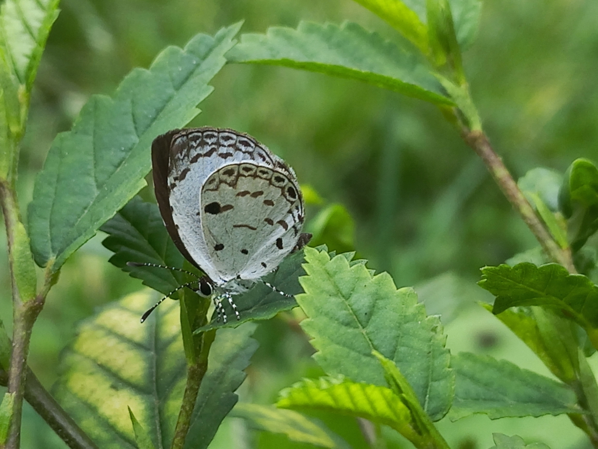 Common Quaker