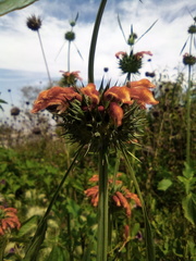 Leonotis nepetifolia