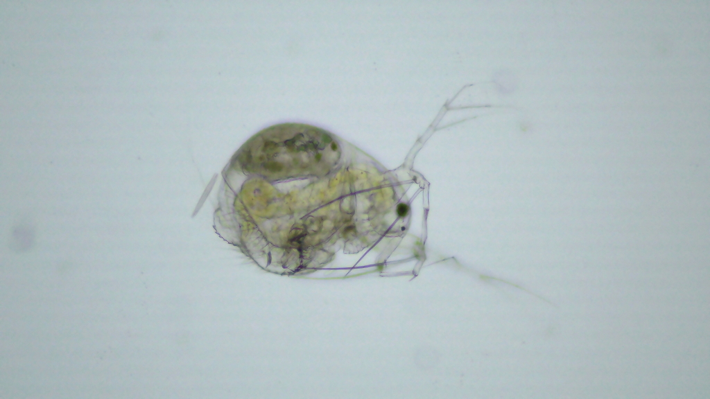 Streblocerus serricaudatus