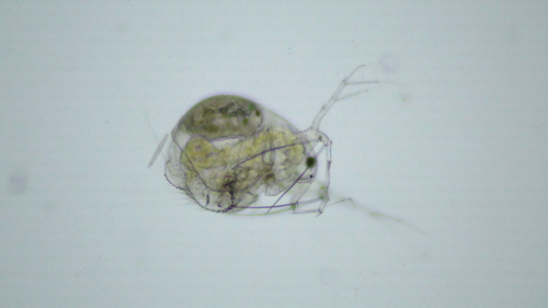 Streblocerus serricaudatus
