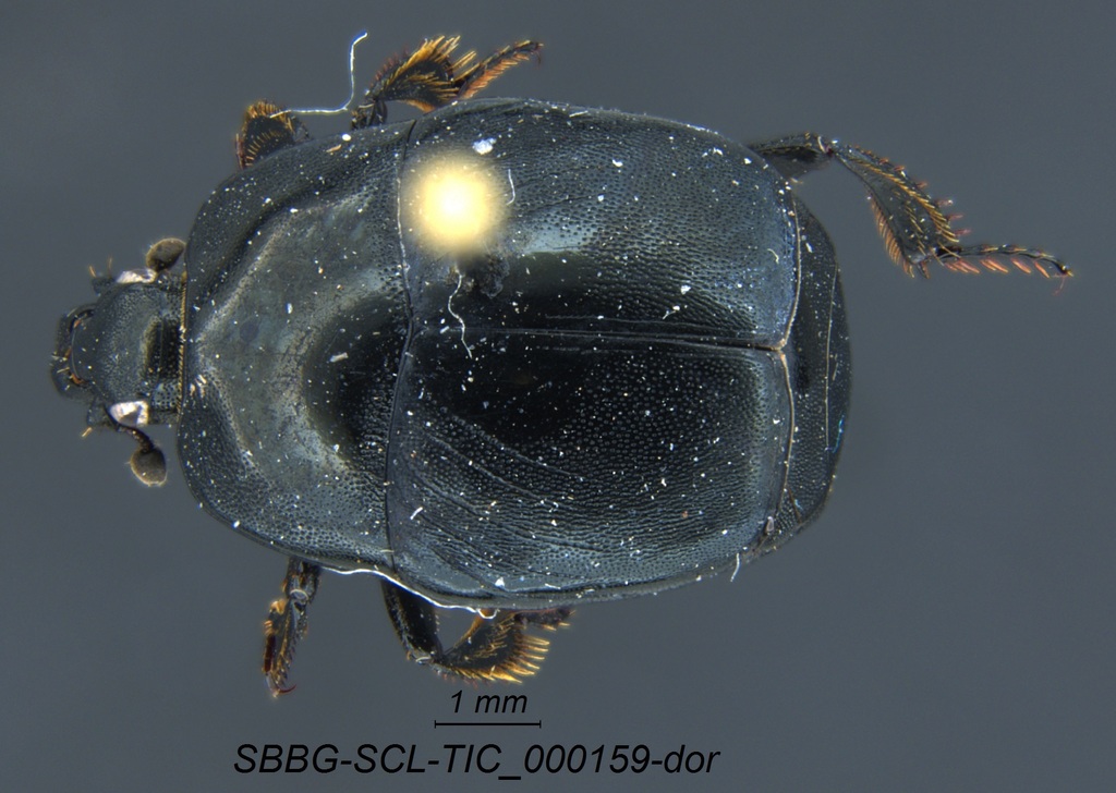 Clown beetle