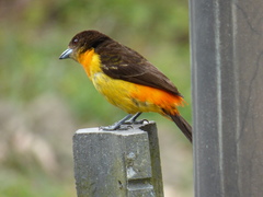 Ramphocelus flammigerus flammigerus