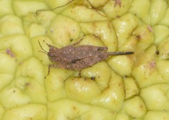 Paratettix cucullatus