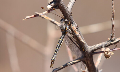Proctolyra varii