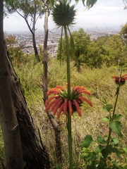 Leonotis nepetifolia