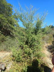 Cupressus sargentii