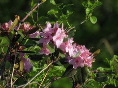 Rhododendron carolinianum