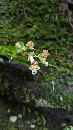 Lysionotus serratus var. pterocaulis