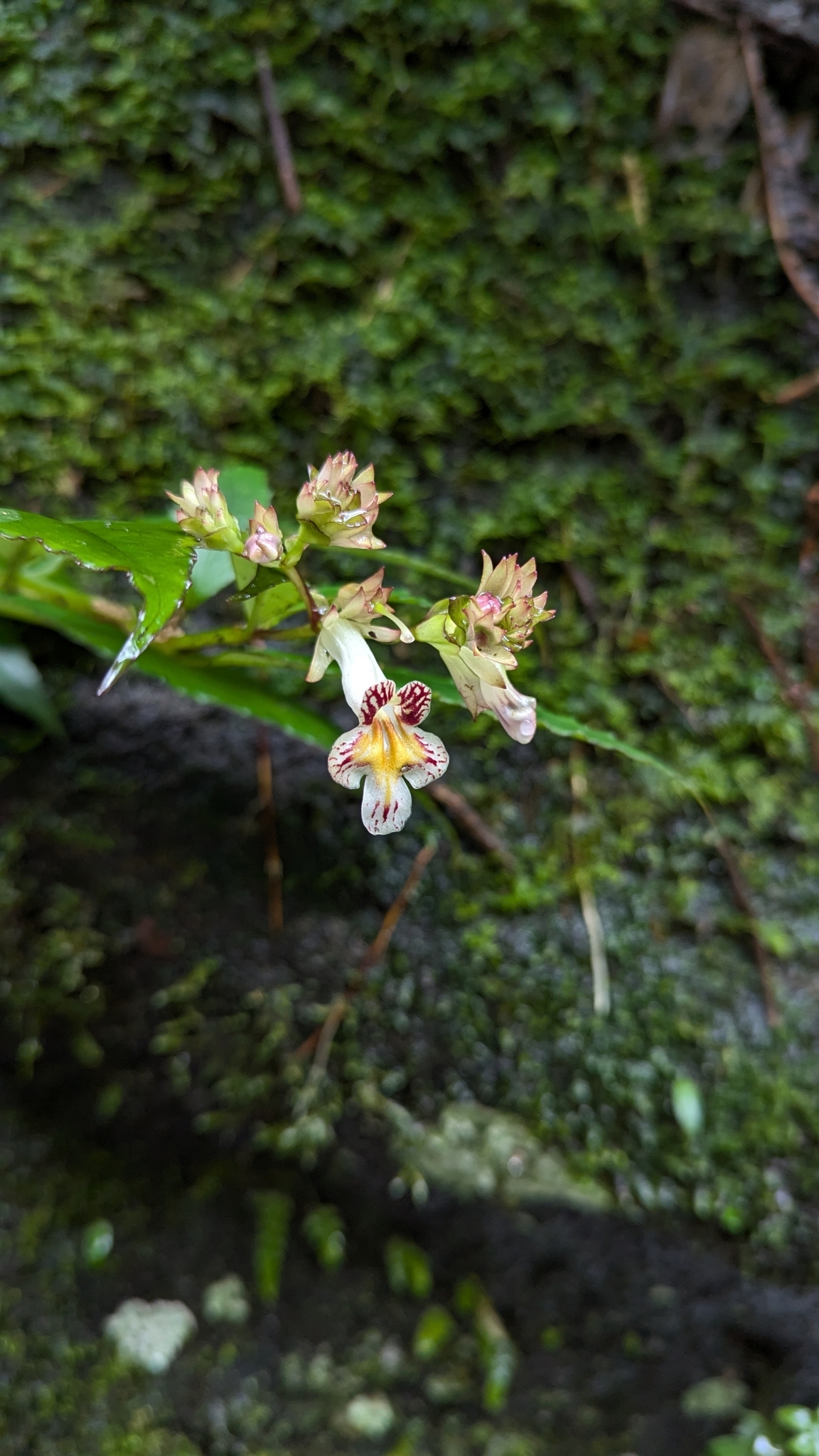 Lysionotus serratus var. pterocaulis
