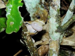 Dendropsophus melanargyreus