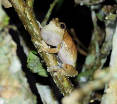 Dendropsophus melanargyreus