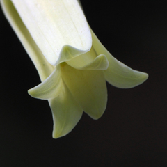 Uvularia puberula