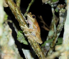 Dendropsophus melanargyreus