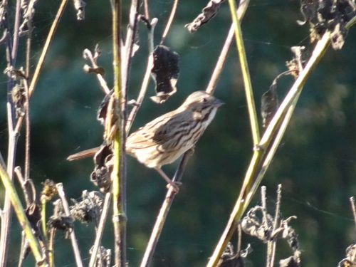 Song Sparrow photographed in Kansas