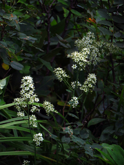 Stenanthium leimanthoides