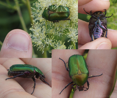 Protaetia cuprea cuprea