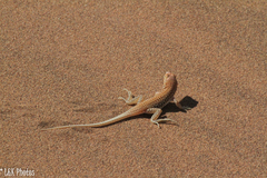 Meroles cuneirostris