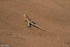 Meroles cuneirostris