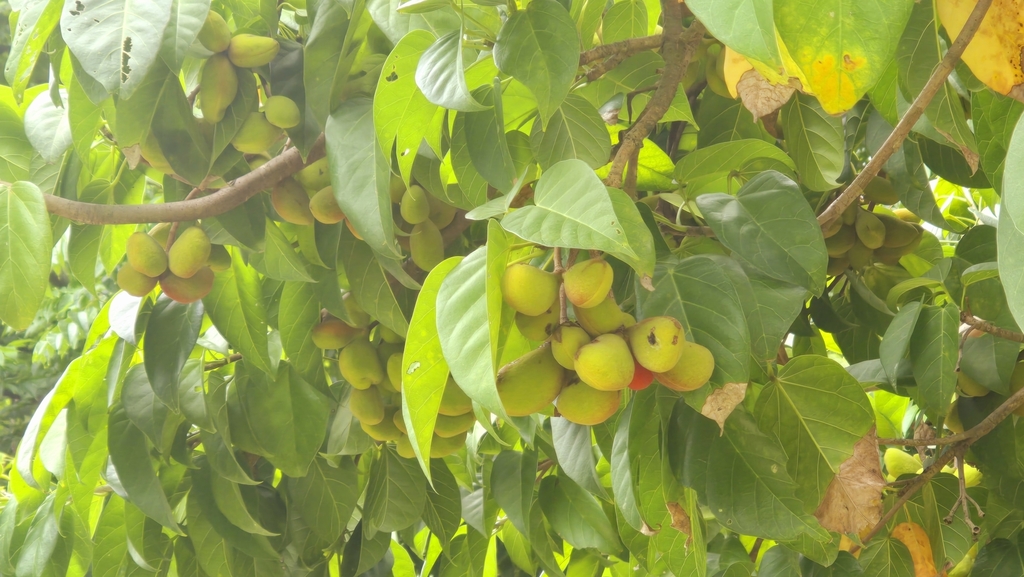 Sterculia ceramica; photograph (c) 葉淑蓮, some rights reserved (CC BY)