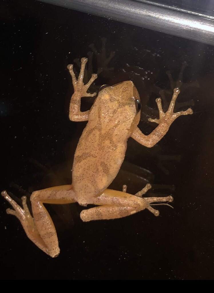 Spring Peeper in July 2025 by guilford_nc. ecoEXPLORE Username: sevy ...