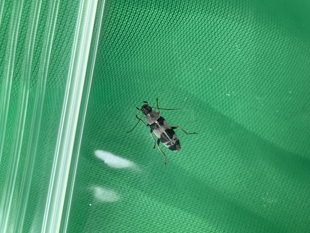 Osphya orientalis