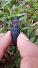 Psalidognathus modestus