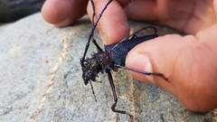 Psalidognathus modestus