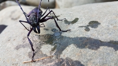 Psalidognathus modestus