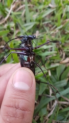 Psalidognathus modestus