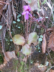 Pinguicula macrophylla