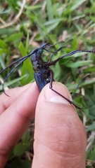 Psalidognathus modestus