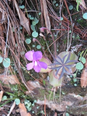 Pinguicula macrophylla