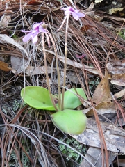 Pinguicula macrophylla