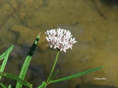 Asclepias angustifolia