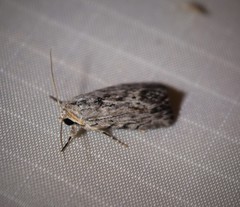 Catabenoides