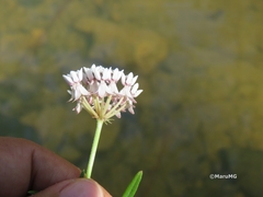 Asclepias angustifolia