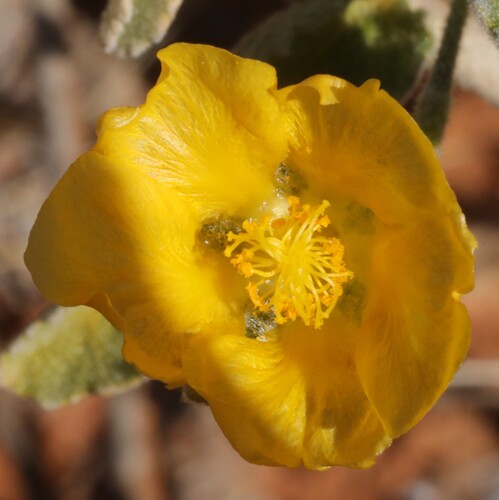 Hemp Mallow
