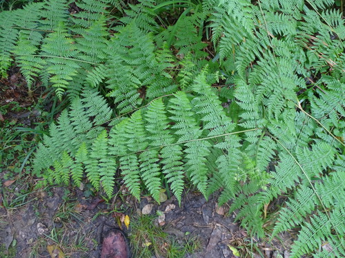 Hypolepis sparsisora, photograph 6