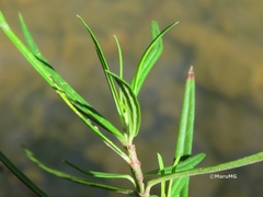 Asclepias angustifolia